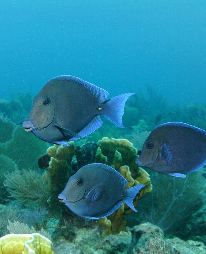 3 blue fish swimming