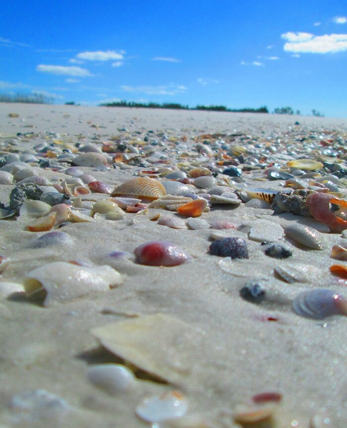 beach with lots of shells