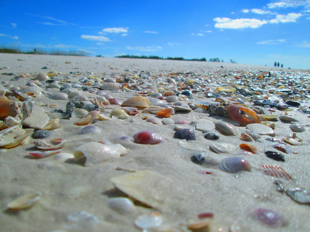 Shell Key Preserve at St Petersburg, FL