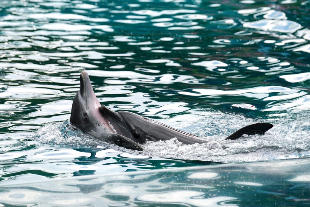 dolphin cruise near me dolphin cruise near me