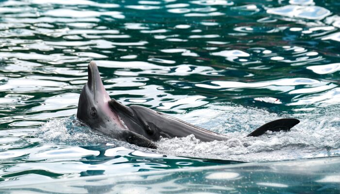 dolphins playing