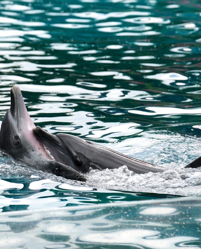 dolphins playing