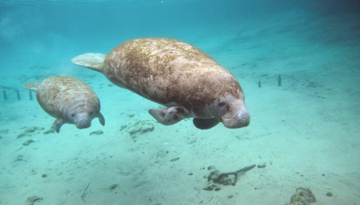 mama sea cow swimming with her baby