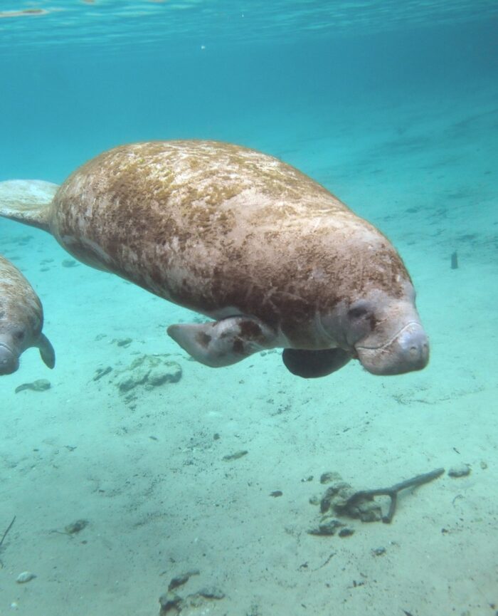 mama sea cow swimming with her baby